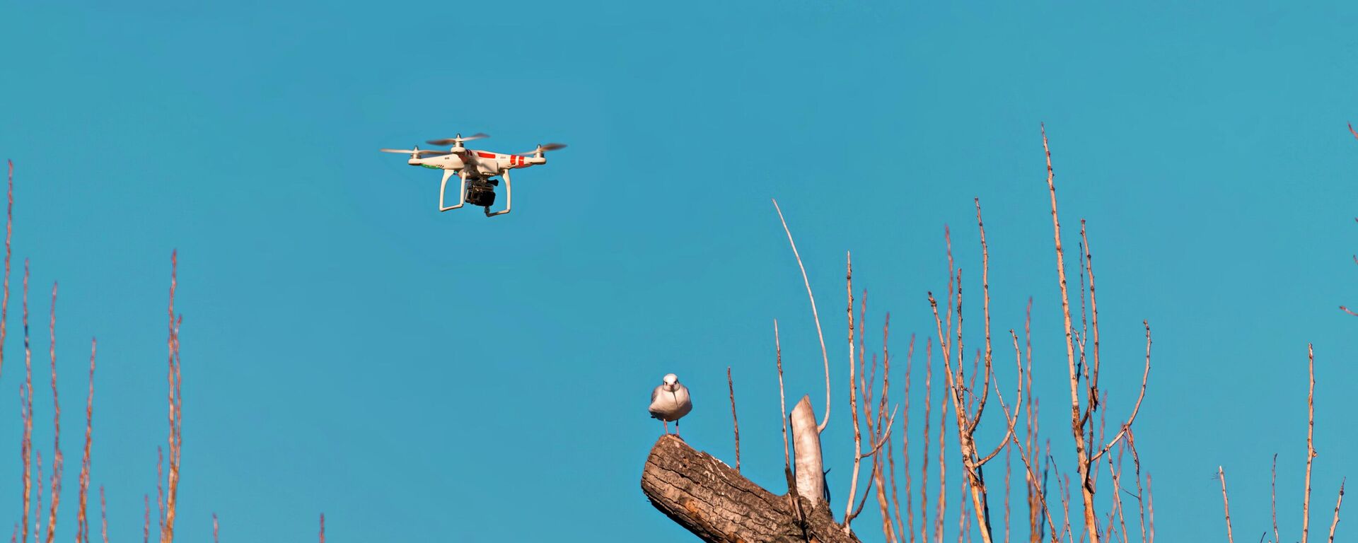 Un dron sobrevolando ramas secas - Sputnik Mundo, 1920, 29.01.2023