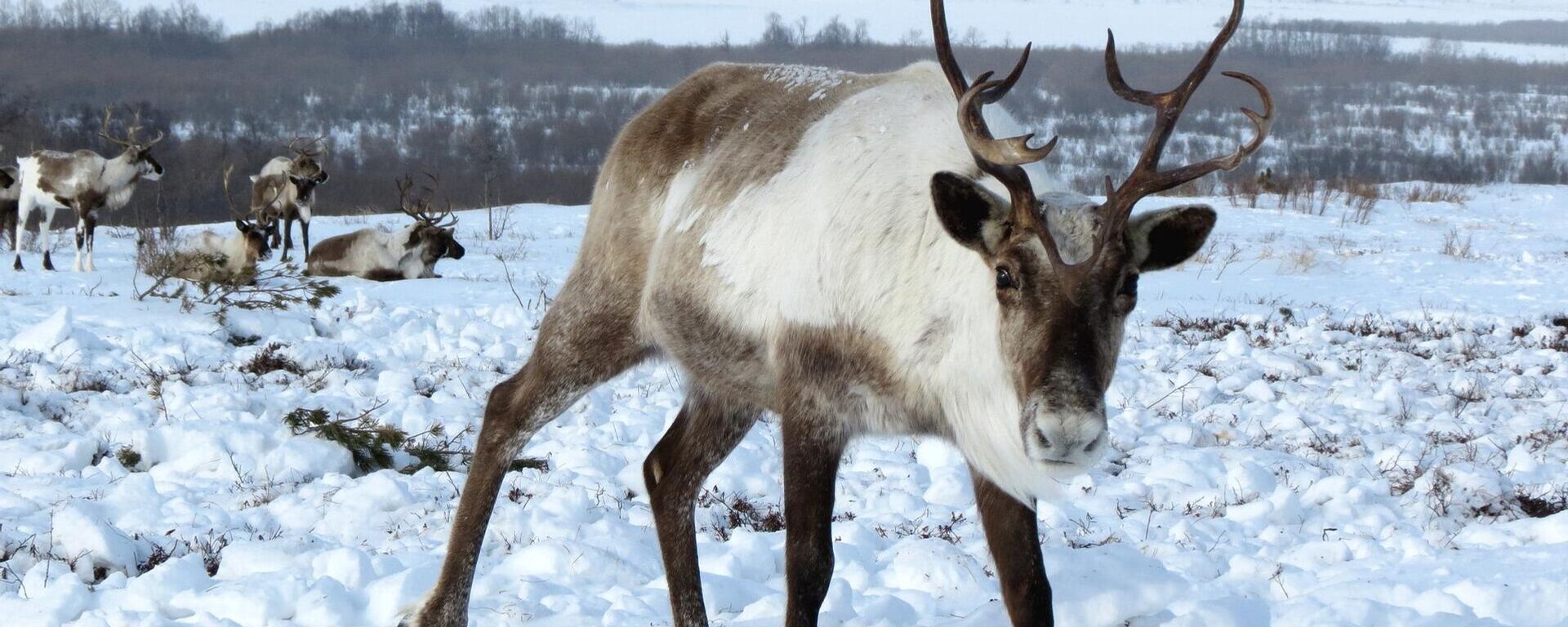 Un reno - Sputnik Mundo, 1920, 04.12.2021