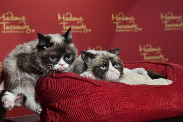 Con la llegada de Napoleón y el deterioro de las relaciones entre Francia y el Reino Unido, Tussauds continuó con su gira por Gran Bretaña e Irlanda.En la foto: la figura de cera de la famosa gata Grumpy Cat. - Sputnik Mundo