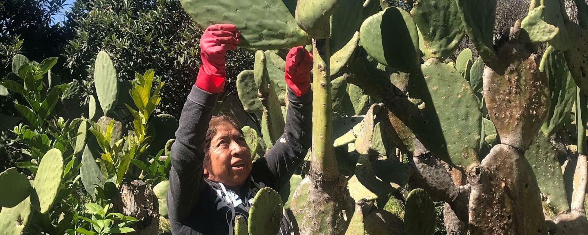 La grana cochinilla se da en Oaxaca  - Sputnik Mundo, 1920, 09.12.2021