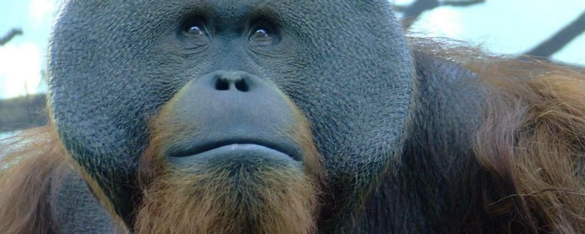 El orangután Toto El orangután Toto - Sputnik Mundo, 1920, 09.12.2021