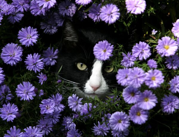 Los expertos de Pantone eligieron el color de tono azul como el símbolo de "una visión muy nueva del mundo".En la foto: un gato en un jardín de Karlsdorf, en Alemania. - Sputnik Mundo