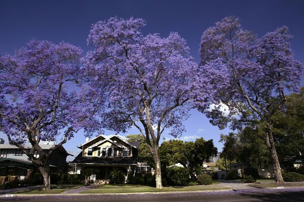 Las flores del árbol jacarandá, nativo de América del Sur y algunos pájaros tropicales también tienen una tonalidad similar. En la foto: los árboles de jacarandá en California. - Sputnik Mundo