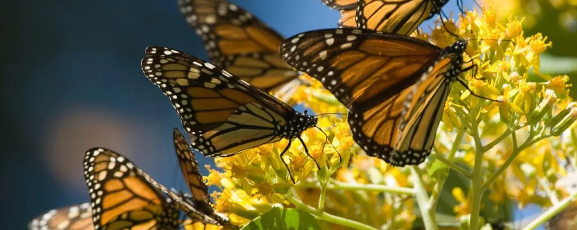 Mariposas monarca en los bosques del centro de México. Mariposas monarca en los bosques del centro de México. - Sputnik Mundo, 1920, 14.12.2021
