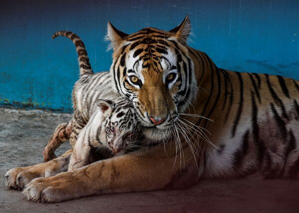 El año pasado nacieron cuatro cachorros de tigre en el Zoológico Nacional de La Habana, Cuba, y uno de ellos resultóser blanco.En la foto: el cachorro de tigre blanco Yanek juega con su madre, 4 de junio de 2021. - Sputnik Mundo