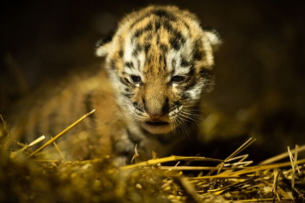 El cachorro de tigre de Amur, Almaz, en el zoo Nordens Arken Suecia. - Sputnik Mundo