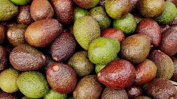 Aguacate, uno de los productos más codiciados del campo mexicano. - Sputnik Mundo