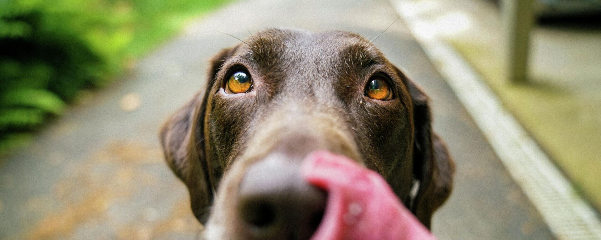 Un perro doméstico - Sputnik Mundo, 1920, 17.12.2021