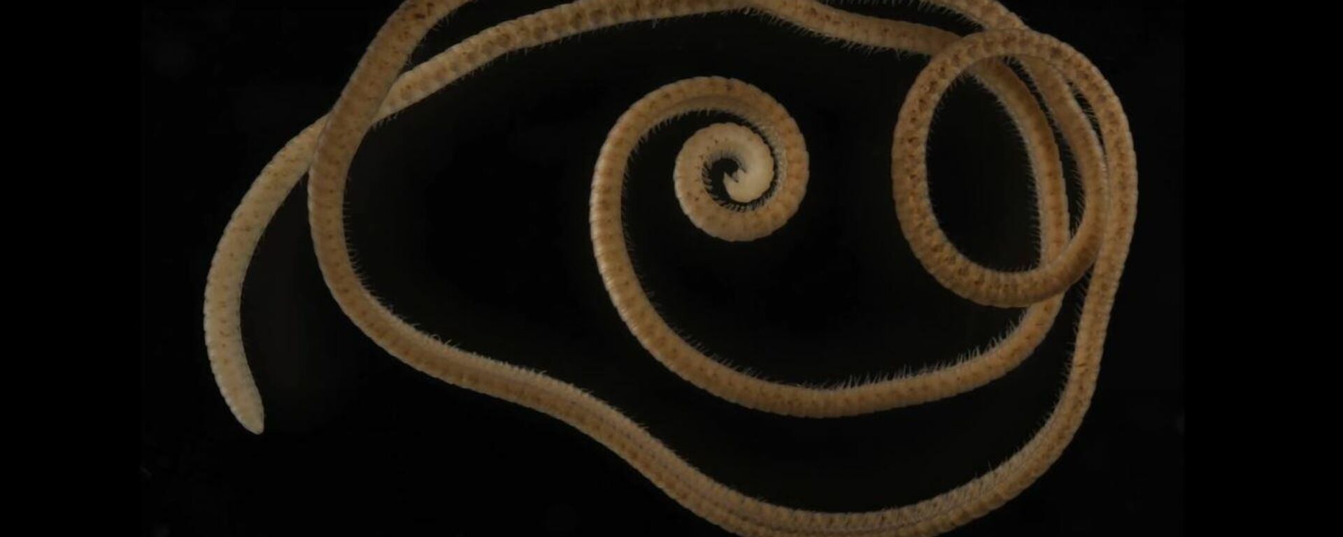 Milpiés 'Eumillipes persephone' - Sputnik Mundo, 1920, 17.12.2021