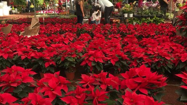 Las flores de Nochebuena - Sputnik Mundo