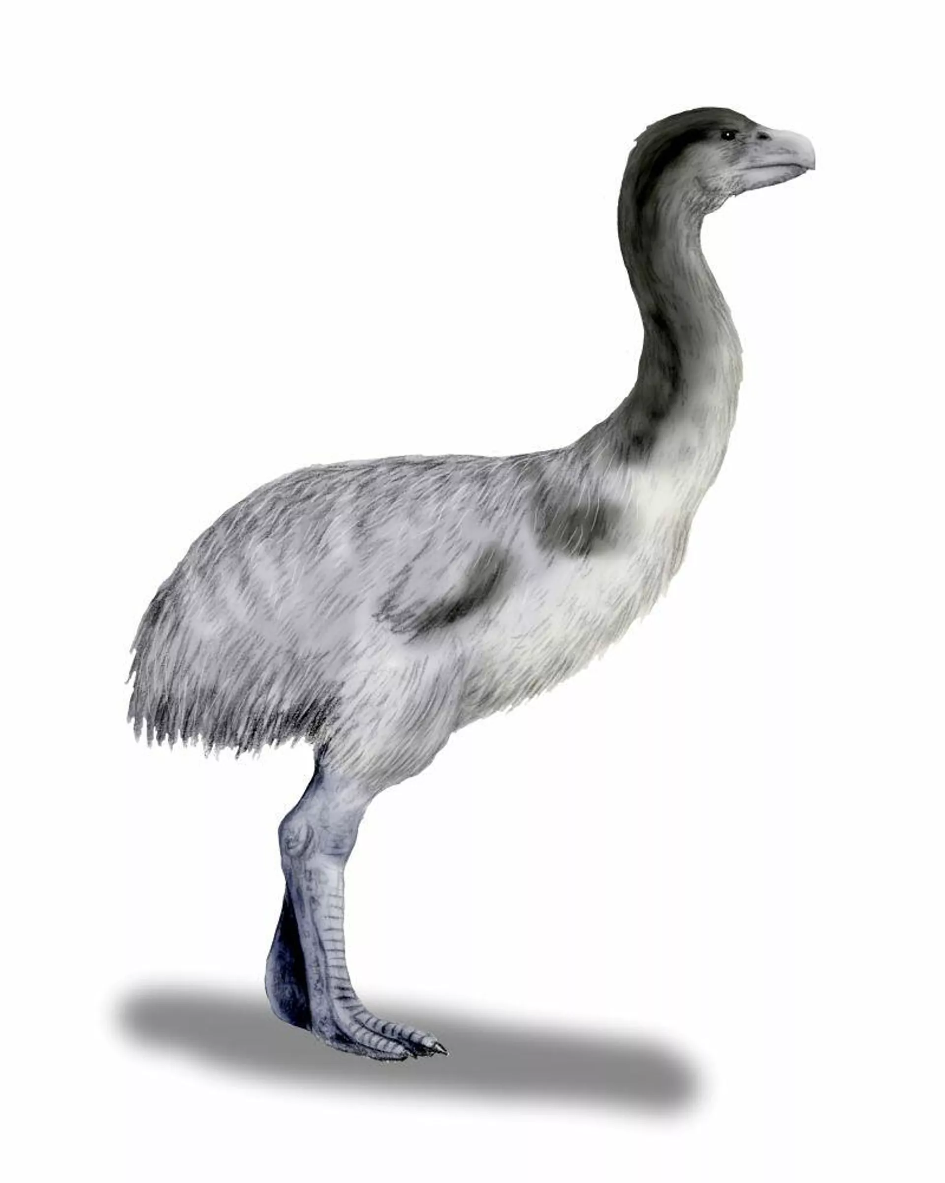 'Genyornis newtoni', ilustración 'Genyornis newtoni', ilustración