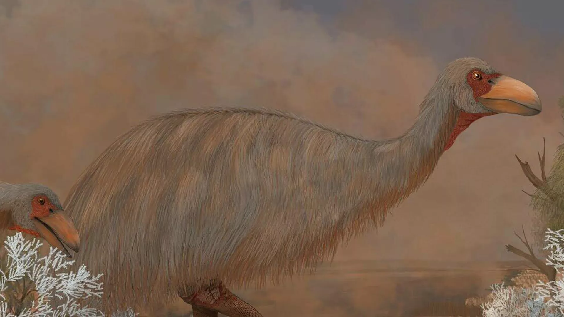 El 'Genyornis newtoni'