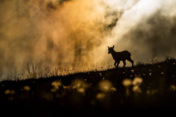En la categoría jóvenes, el ganador fue Beautiful world del fotógrafo suizo Levi Fitze. - Sputnik Mundo