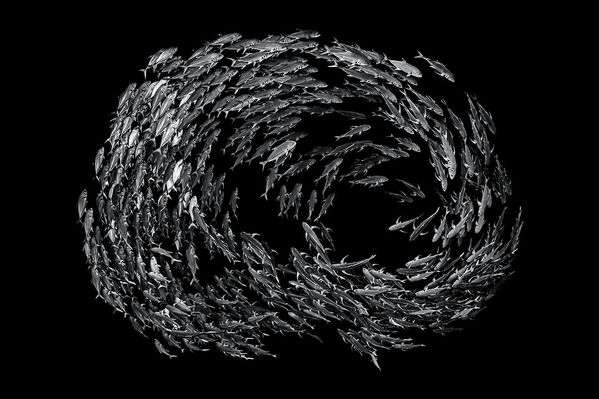 La fotografía Schooling Jacks de Wayne Lai, ha obtenido una alta calificación en la categoría de blanco y negro. - Sputnik Mundo