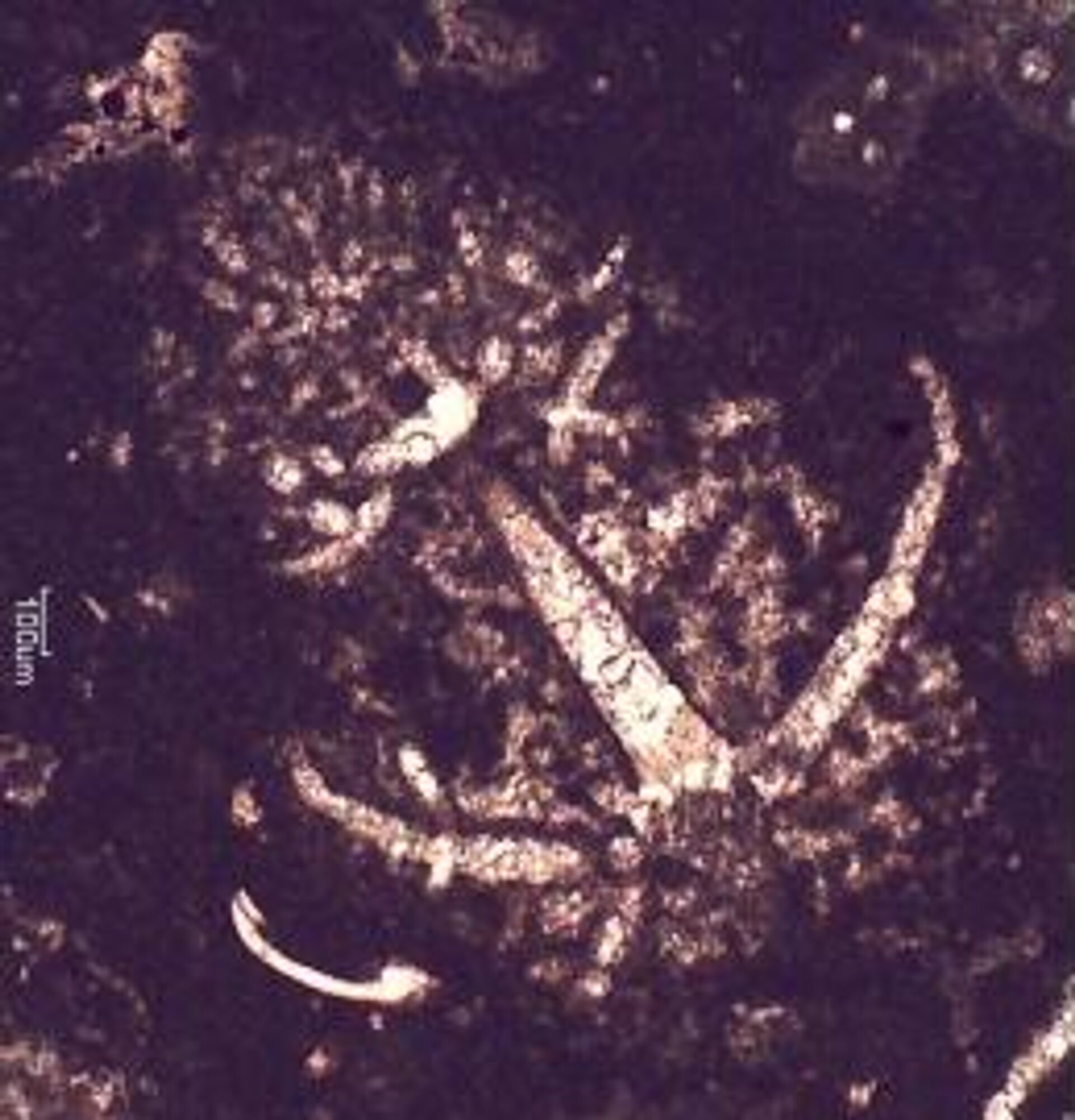 Fósil de la 'Palaeonitella trifurcata'  - Sputnik Mundo, 1920, 20.12.2021