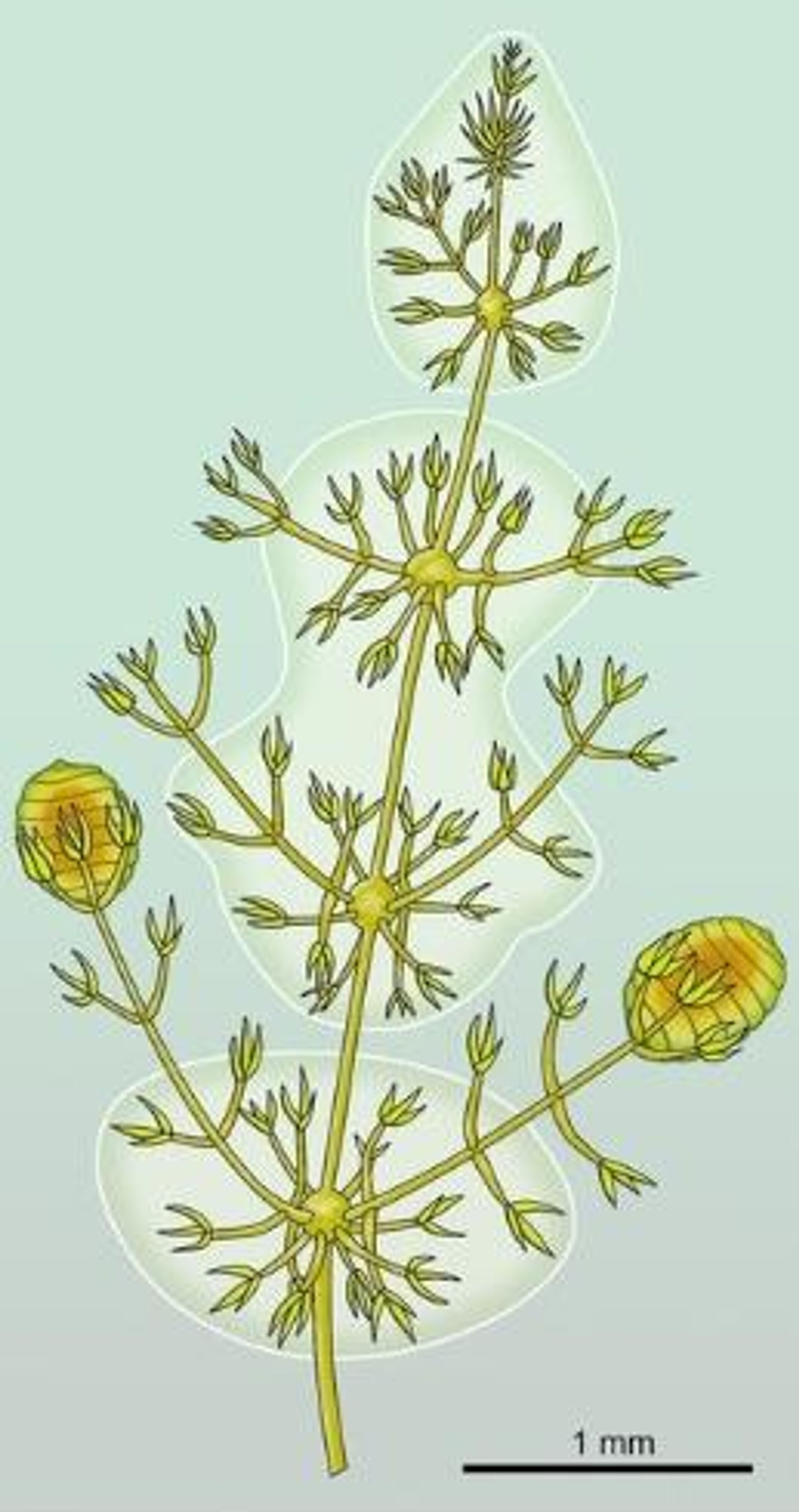 Reconstrucción de la 'Palaeonitella trifurcata'  - Sputnik Mundo, 1920, 20.12.2021