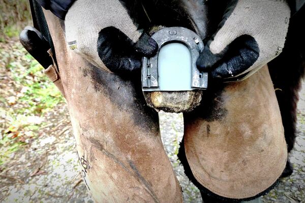 Herraje ortopédico aplicado a la burra abandonada en Galicia - Sputnik Mundo