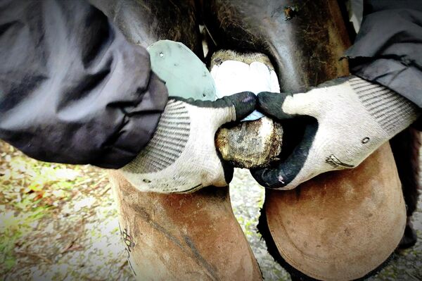 Silicona gelatinosa aplicada a la burra abandonada en Galicia - Sputnik Mundo