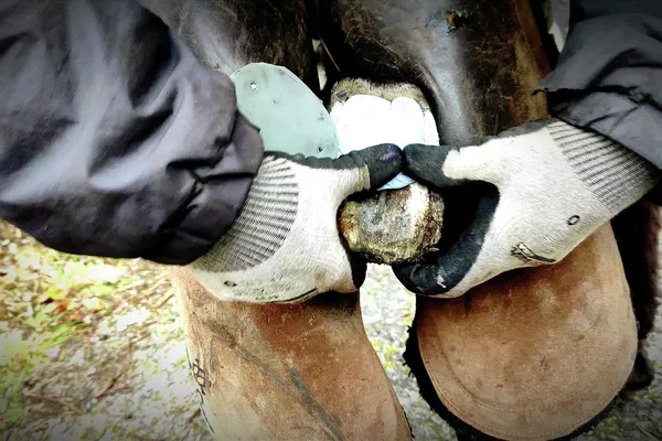 Silicona gelatinosa aplicada a la burra abandonada en Galicia Silicona gelatinosa aplicada a la burra abandonada en Galicia - Sputnik Mundo