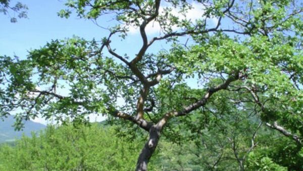 Cuachalalate - Sputnik Mundo