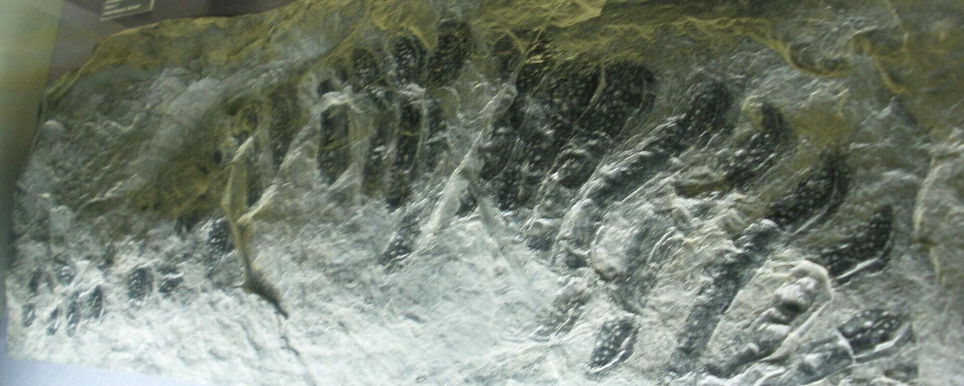 Arthropleura Arthropleura - Sputnik Mundo, 1920, 23.12.2021