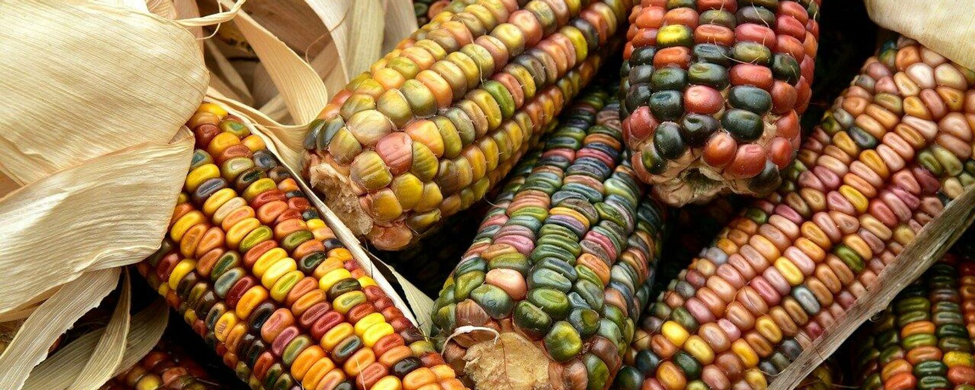 México es el principal consumidor de tortilla en el mundo - Sputnik Mundo, 1920, 22.02.2022