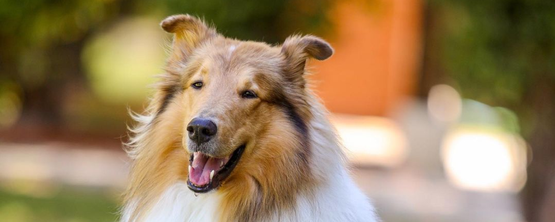 El 'primer perro' de Argentina, Dylan El 'primer perro' de Argentina, Dylan - Sputnik Mundo, 1920, 24.12.2021