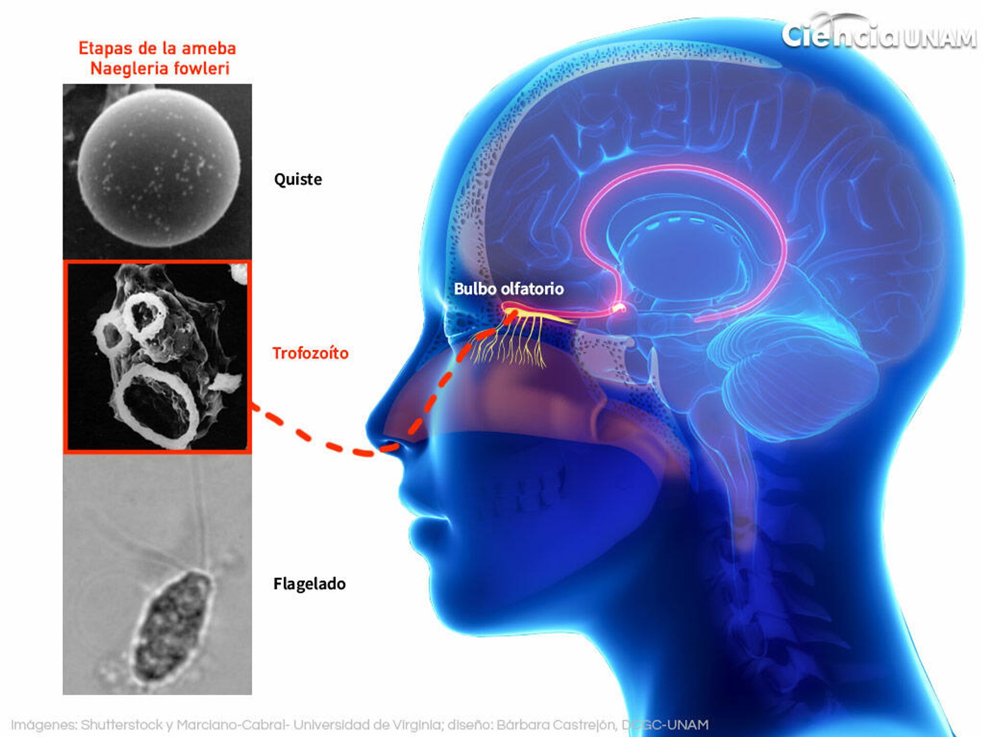 Ingreso de la ameba comecerebros al cuerpo humano.  - Sputnik Mundo, 1920, 10.08.2023
