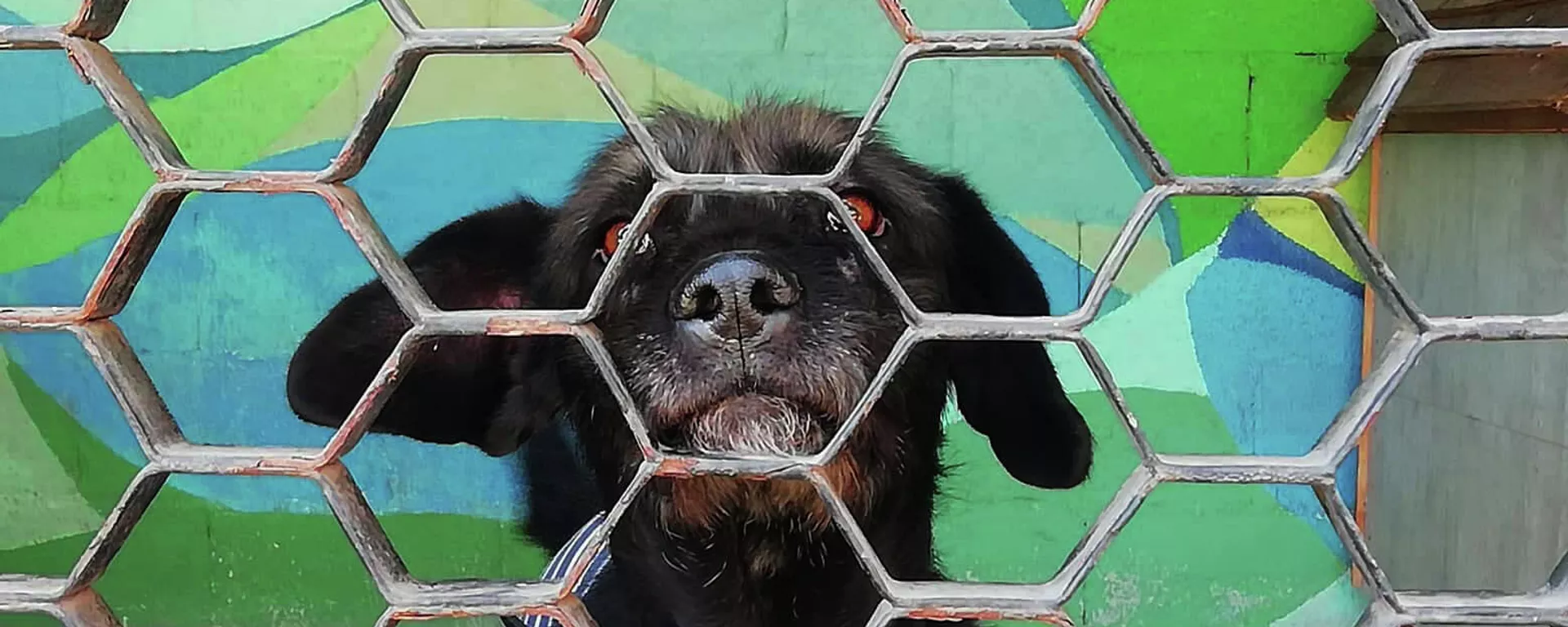 Perro en adopción en el Centro de Transferencia Canina del Metro de la Ciudad de México Perro en adopción en el Centro de Transferencia Canina del Metro de la Ciudad de México - Sputnik Mundo, 1920, 29.12.2021