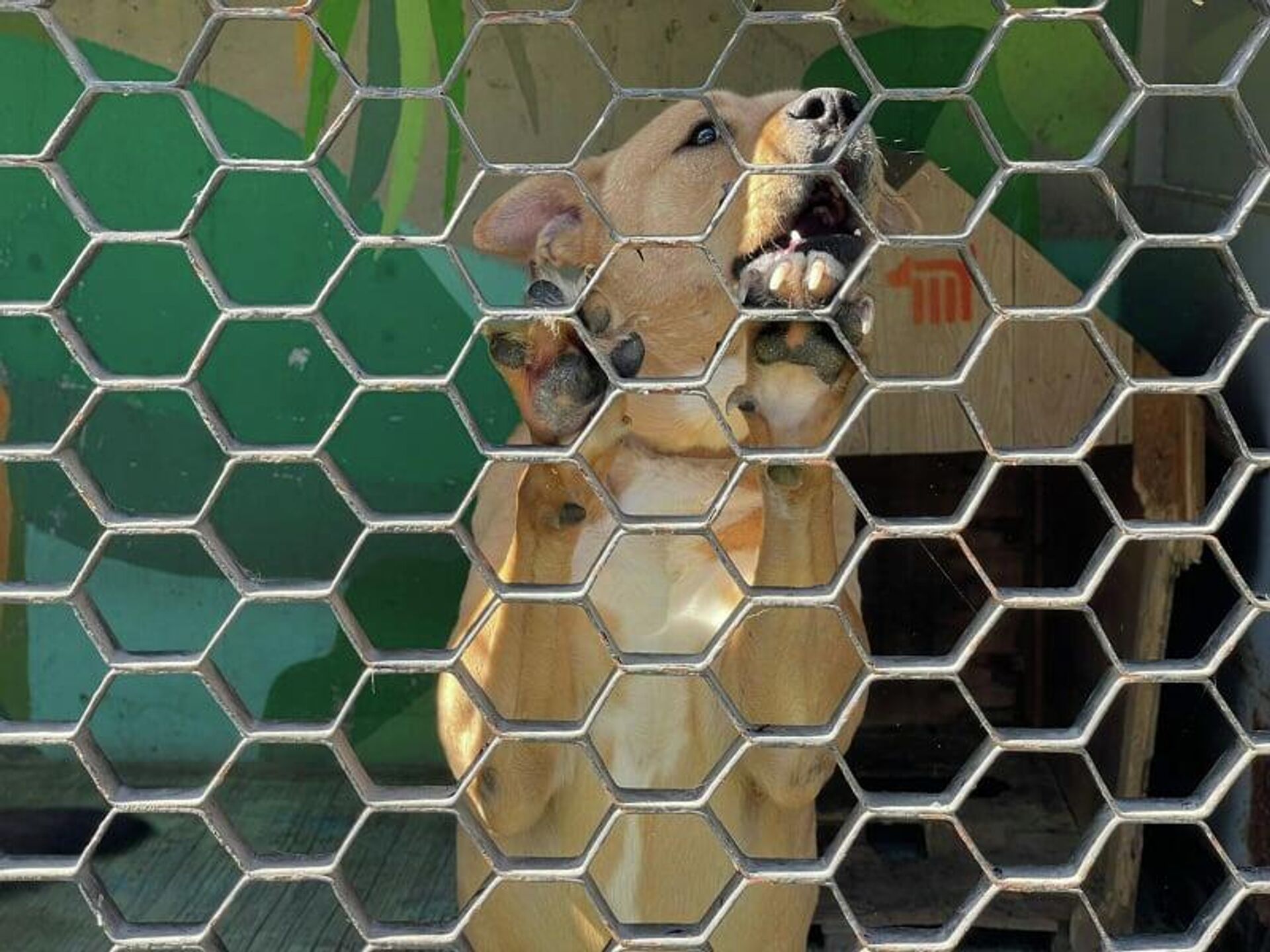 Una de las jaulas del Centro de Transferencia Canina del Metro de la Ciudad de México - Sputnik Mundo, 1920, 27.12.2021