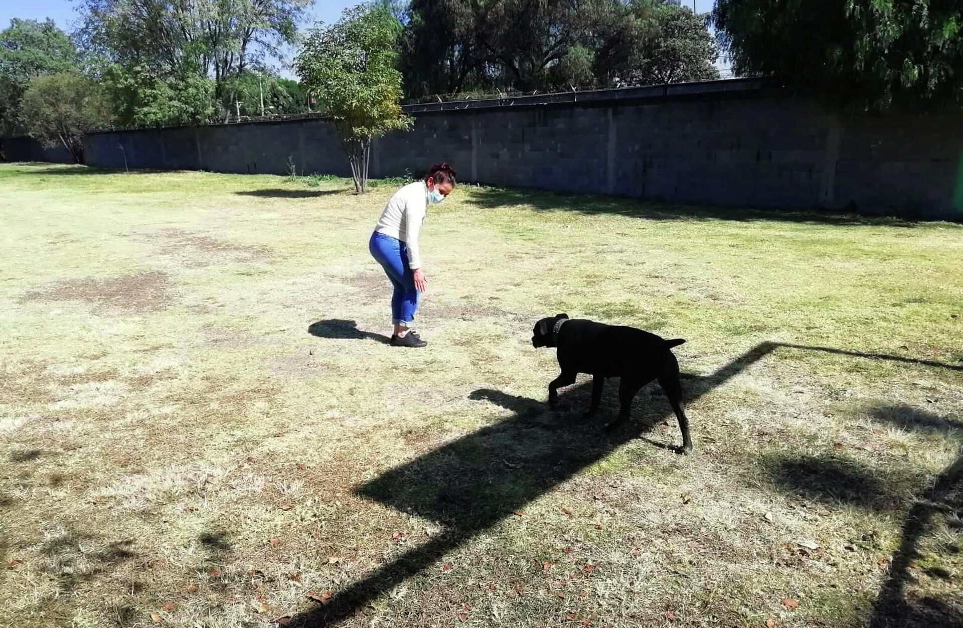 Un perro del Centro de Transferencia Canina del Metro de la CDMX jugando - Sputnik Mundo, 1920, 27.12.2021