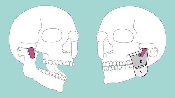 Descubrimiento de un nuevo músculo en la mandíbula. - Sputnik Mundo