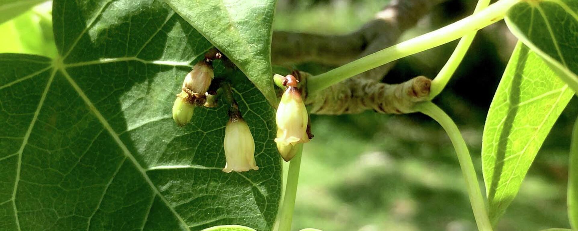 Pomolché (Jatropha gaumeri), una planta endémica de Yucatán, México - Sputnik Mundo, 1920, 29.12.2021