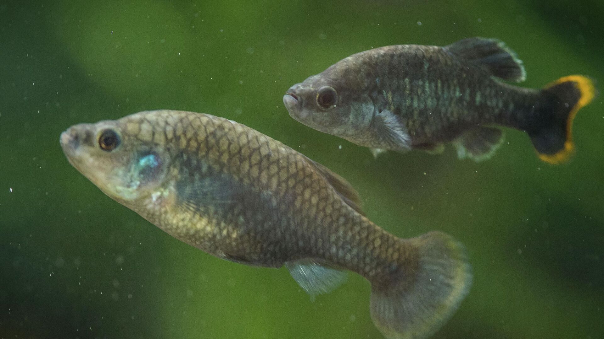 El pez tequila se salvó de la extinción en México. El pez tequila se salvó de la extinción en México. - Sputnik Mundo, 1920, 31.12.2021