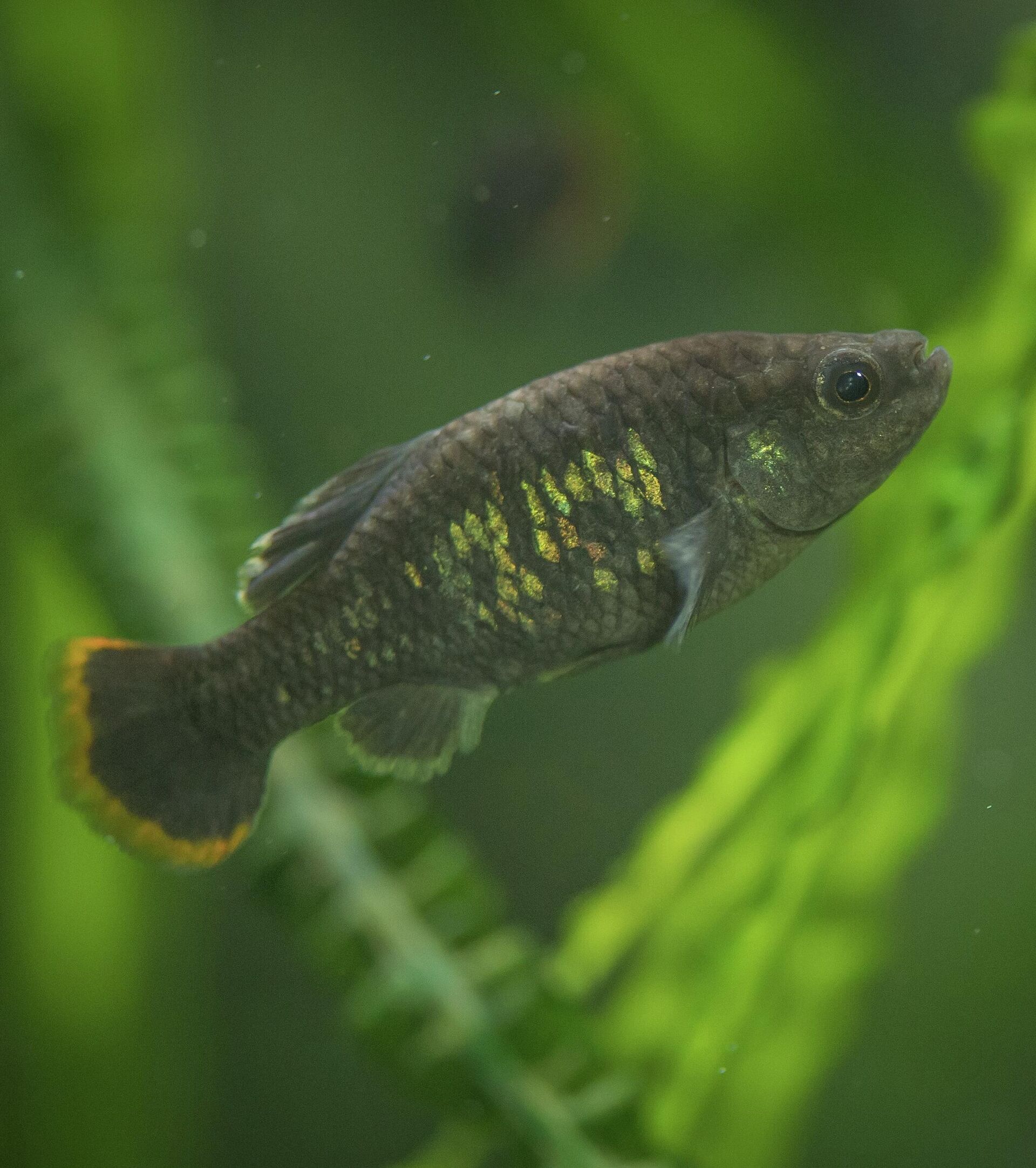 El pez tequila se salvó de la extinción en México. El pez tequila se salvó de la extinción en México. - Sputnik Mundo, 1920, 31.12.2021