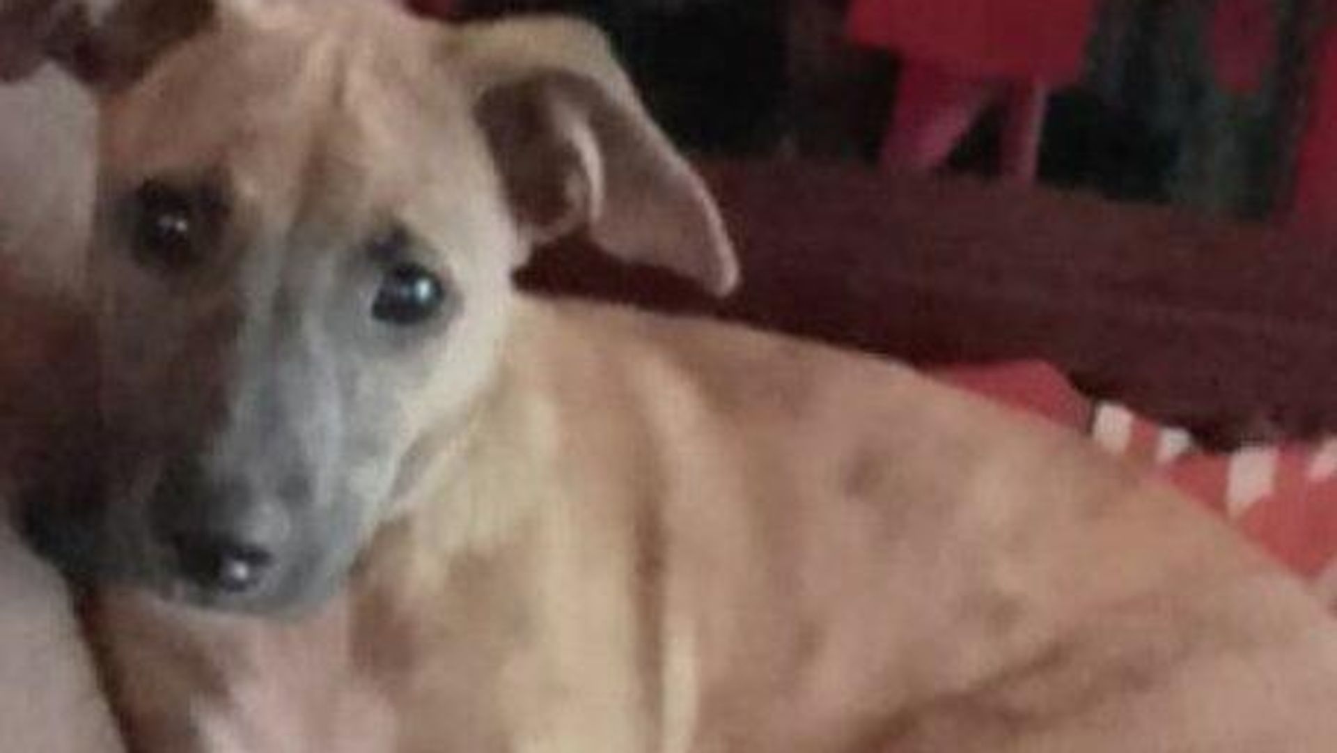 Perro es abandonado en Argentina en la Navidad de 2021. Perro es abandonado en Argentina en la Navidad de 2021. - Sputnik Mundo, 1920, 01.01.2022