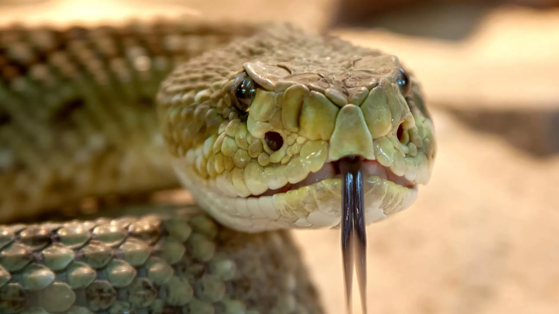 Una serpiente venenosa, ilustración