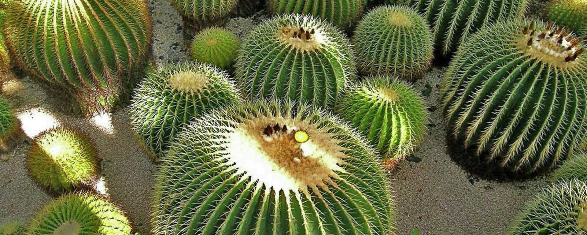 Las biznagas con cactus originarios de México en peligro de extinción.  - Sputnik Mundo, 1920, 05.01.2022