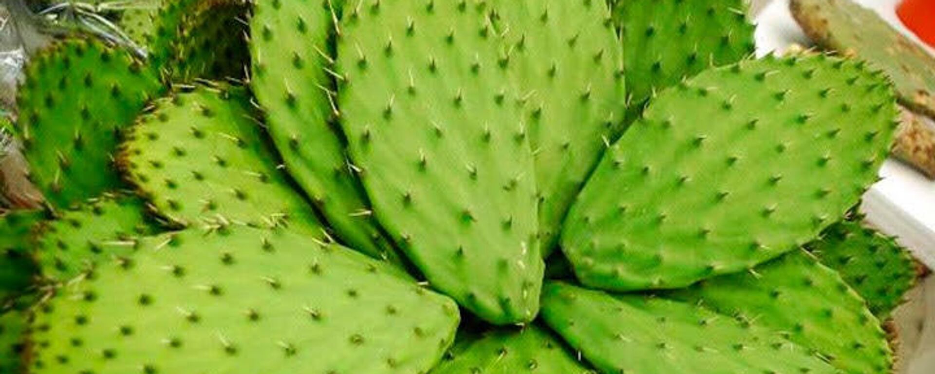 Nopal, planta mexicana clave en la cultura y la gastronomía nacional. - Sputnik Mundo, 1920, 06.01.2022