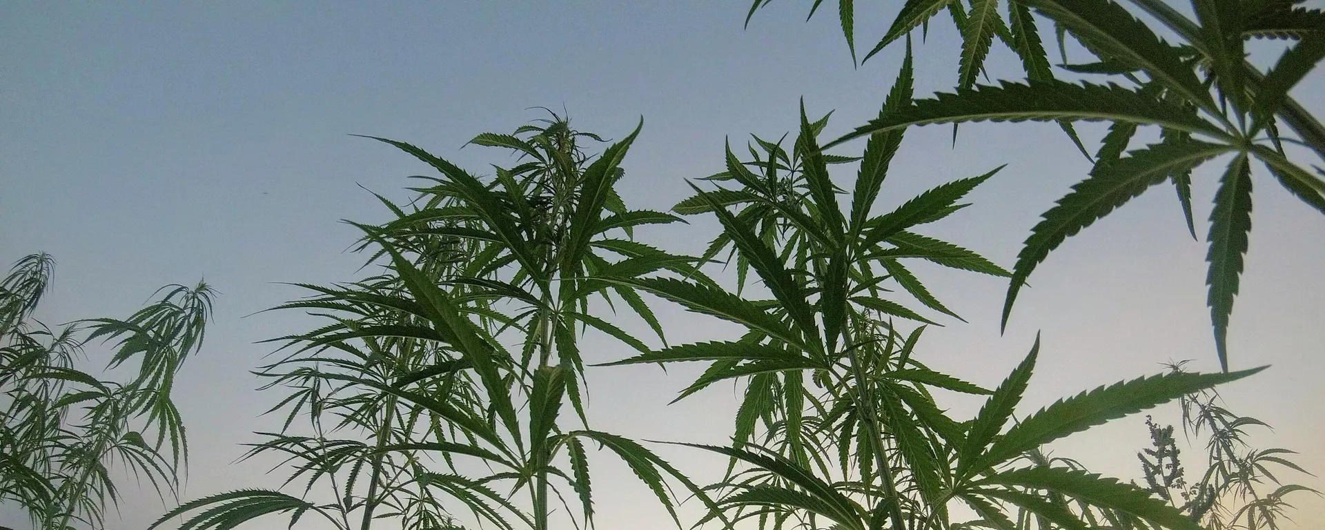 Planta de marihuana Planta de marihuana - Sputnik Mundo, 1920, 07.07.2022