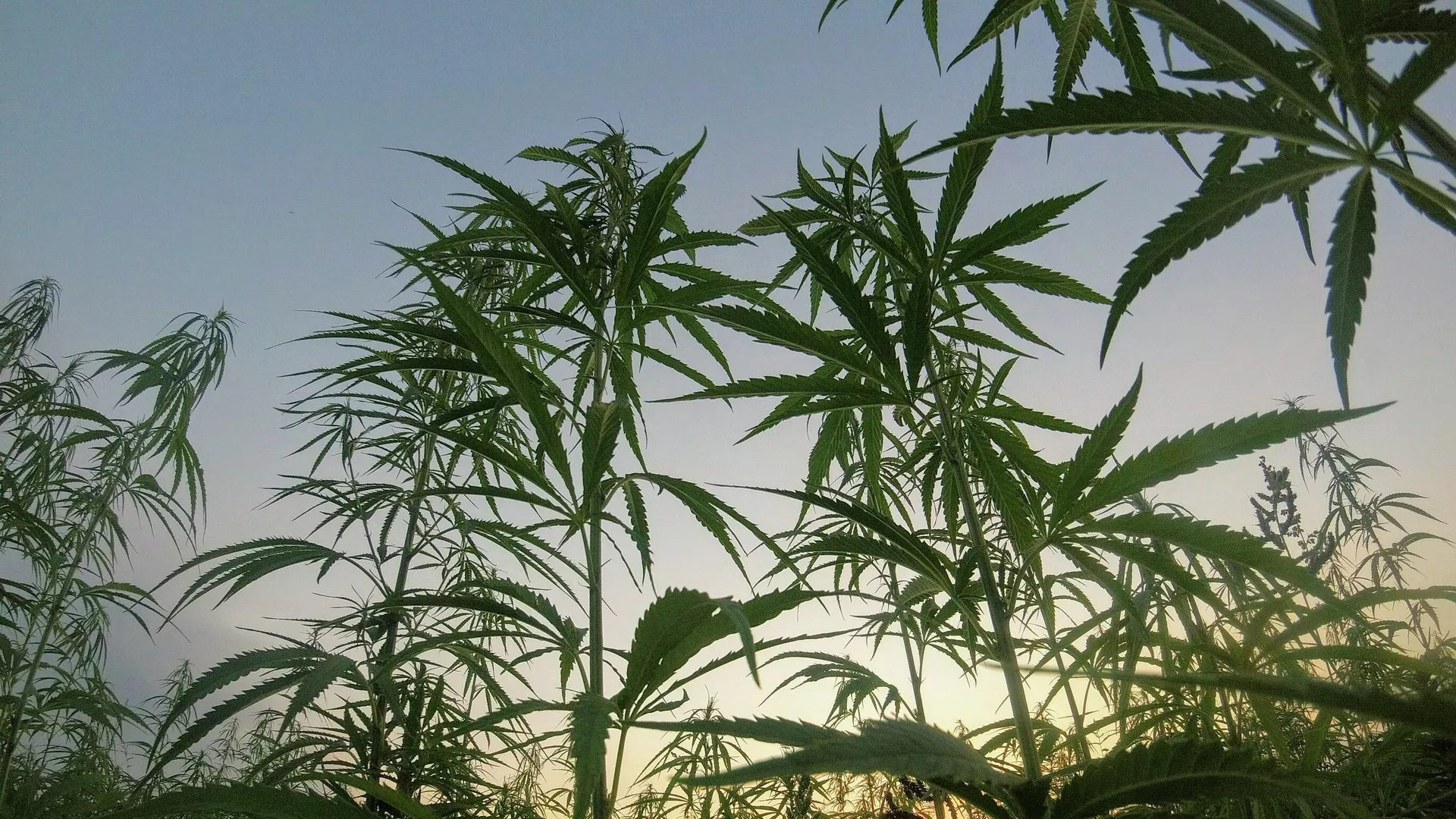Planta de marihuana
