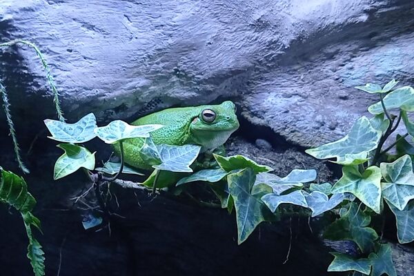 Rana gigante del Titicaca en el Museo Alcide d’Orbigny - Sputnik Mundo