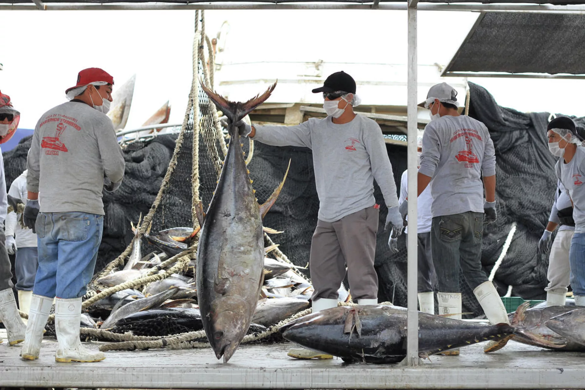 Pescadores mexicanos recogiendo cargas de atún - Sputnik Mundo, 1920, 14.01.2022