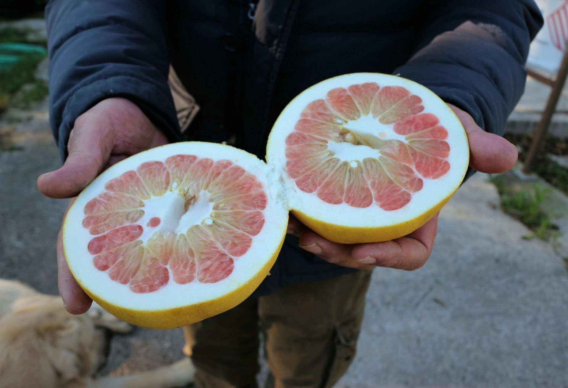 Vicente Todolí, en su fundación de cítricos de Palmera (Valencia) - Sputnik Mundo, 1920, 17.01.2022