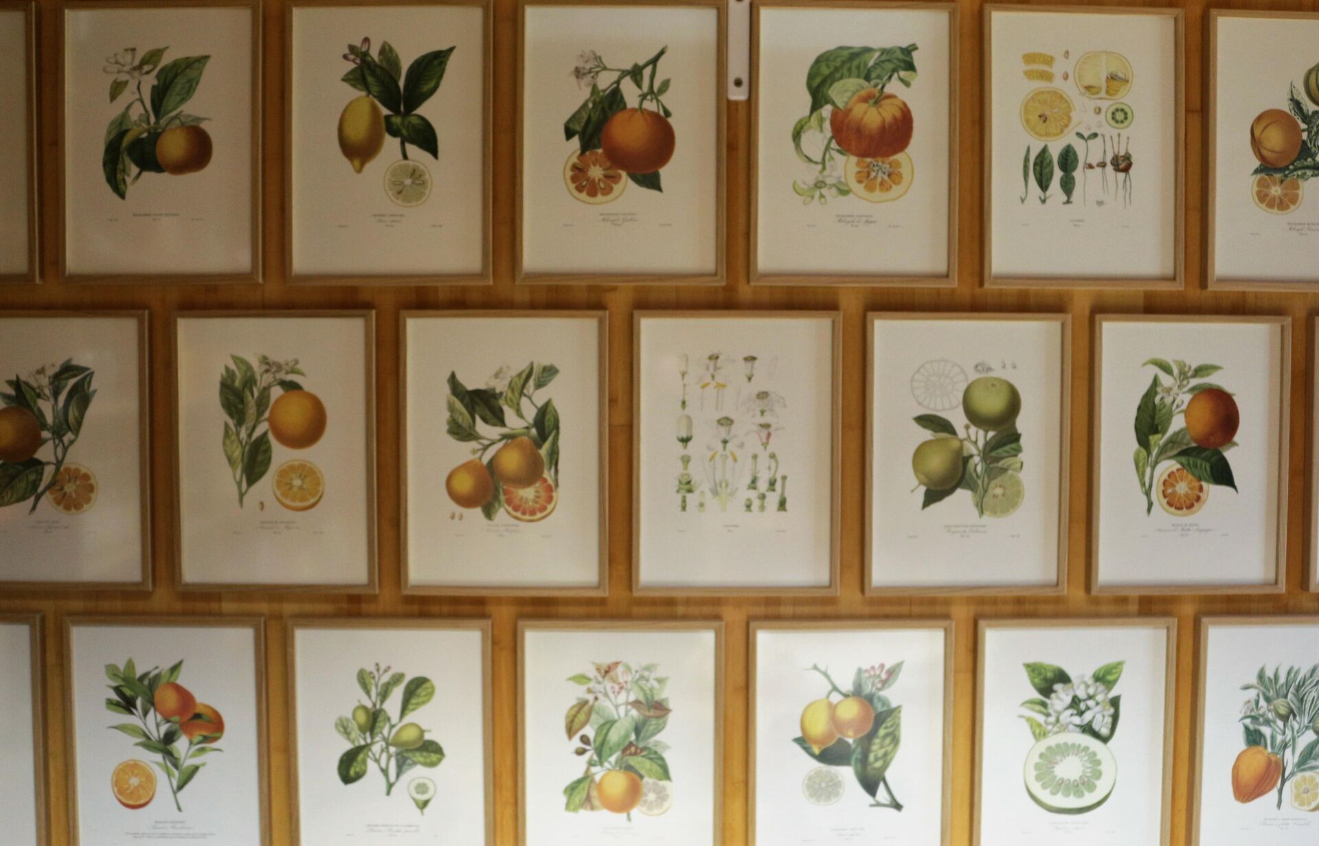 Pared de la biblioteca y museo de la Fundación Todolí con ilustraciones de diferentes tipos de cítricos - Sputnik Mundo, 1920, 17.01.2022