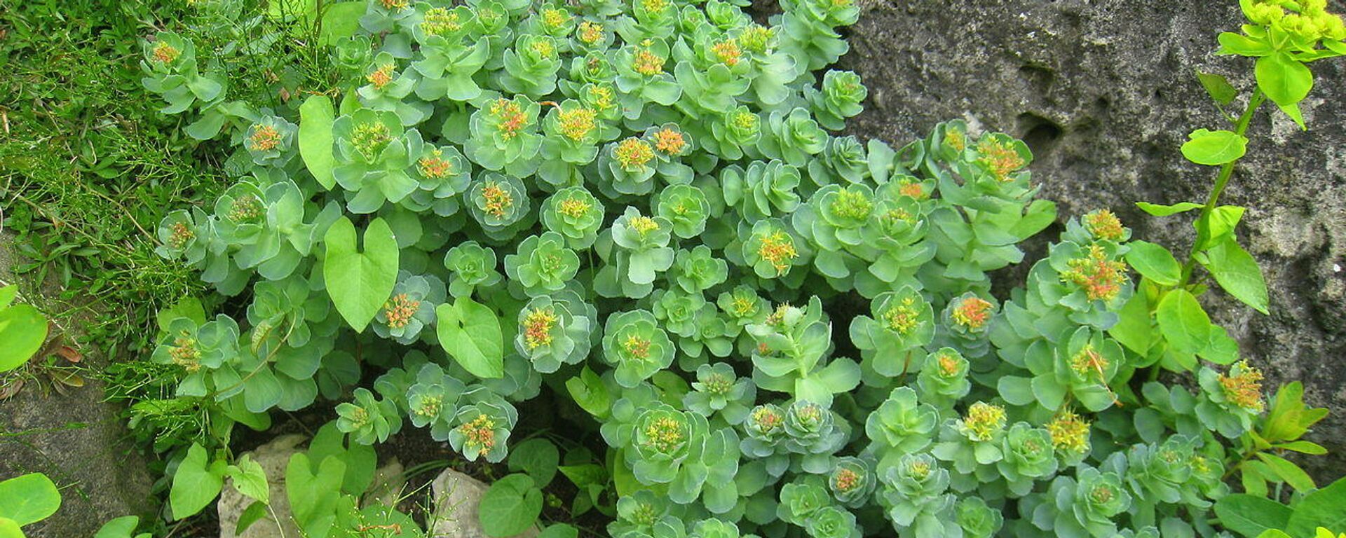 La planta Rhodiola rosea  - Sputnik Mundo, 1920, 17.01.2022