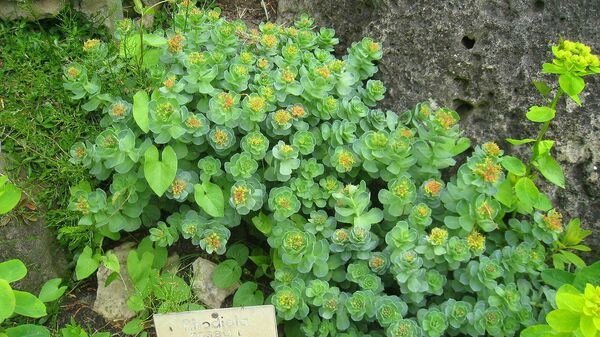 La planta Rhodiola rosea  - Sputnik Mundo