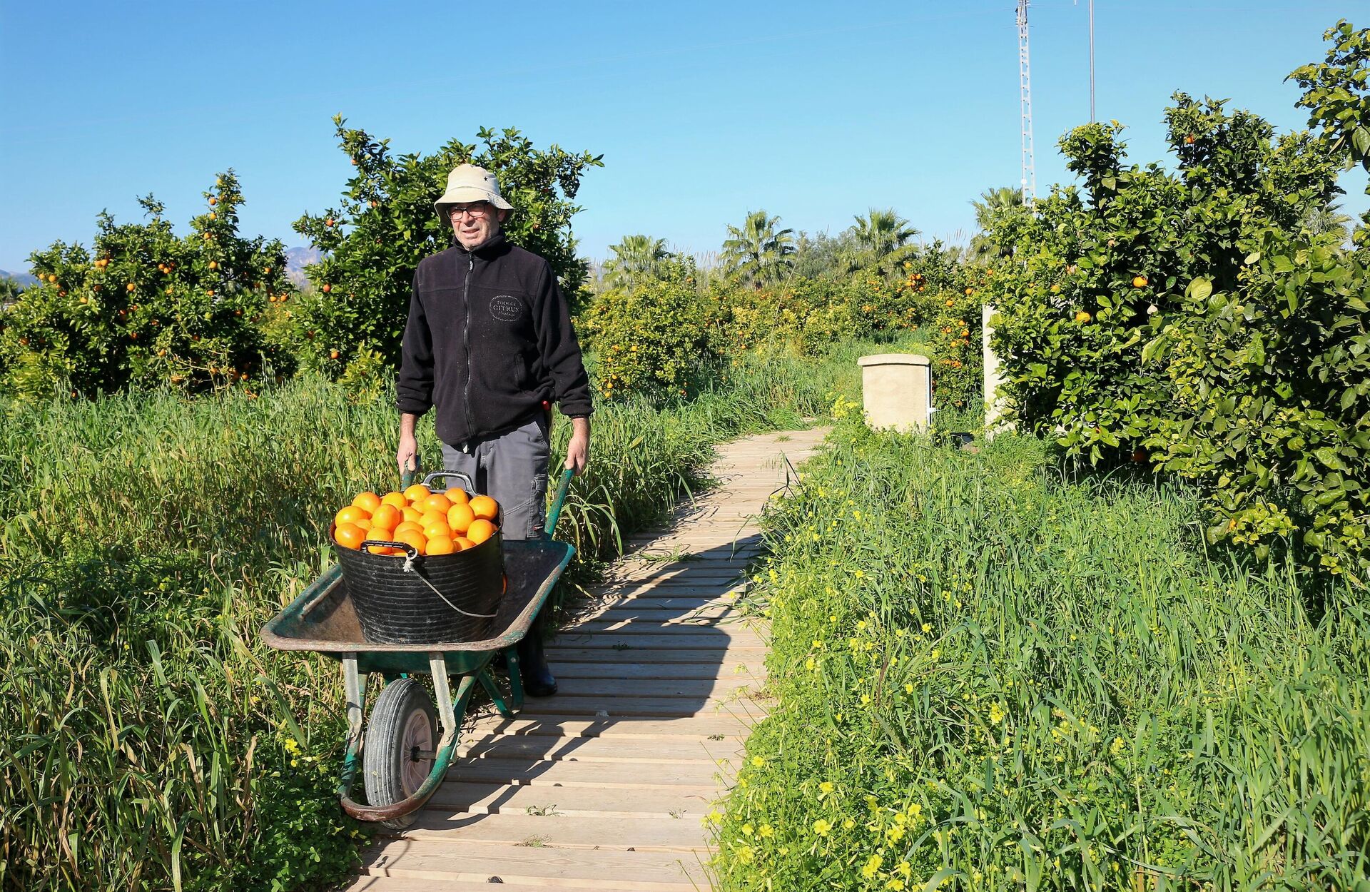 Uno de los trabajadores de la fundación de cítricos Vicente Todolí, en Palmera (Valencia) - Sputnik Mundo, 1920, 17.01.2022