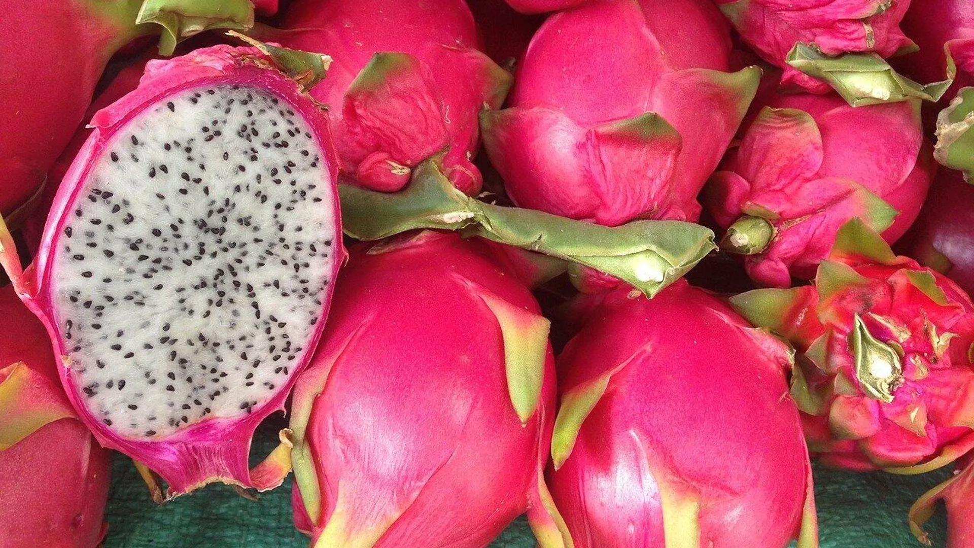 Pitahaya 