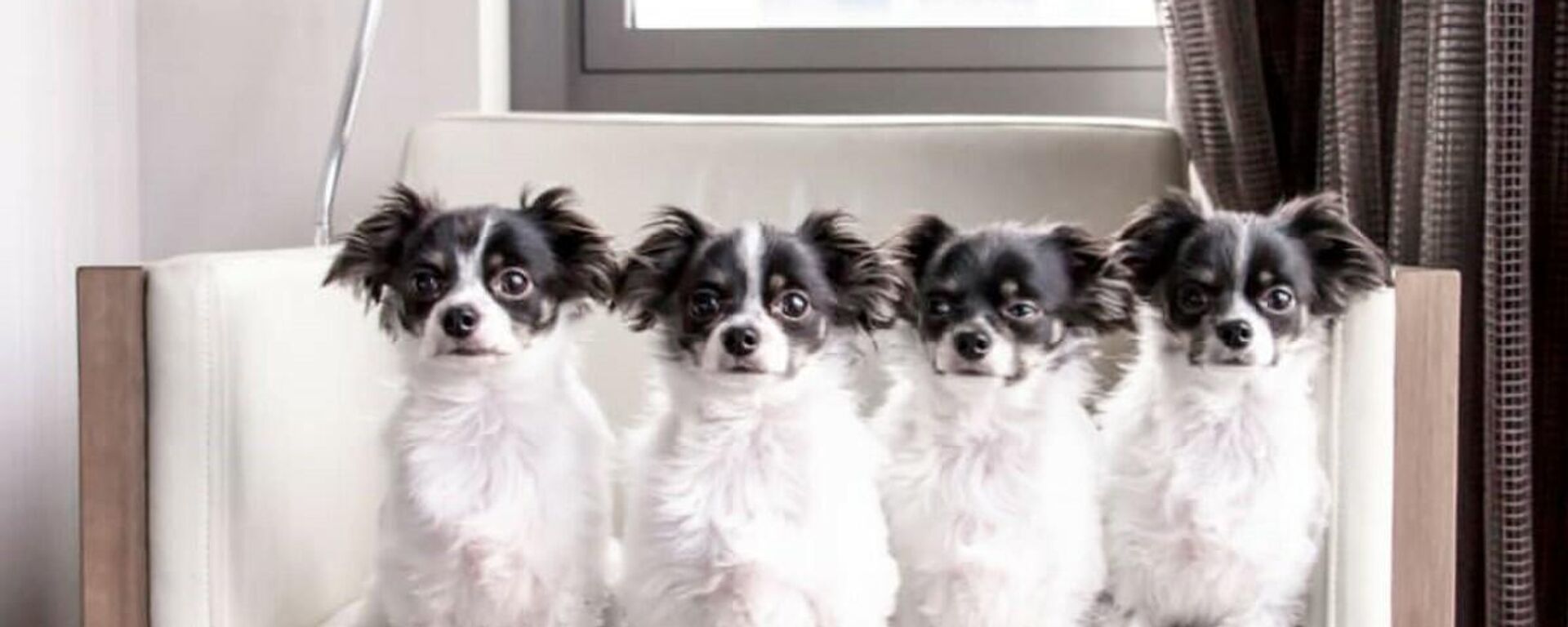 Perritos clonados - Sputnik Mundo, 1920, 19.01.2022